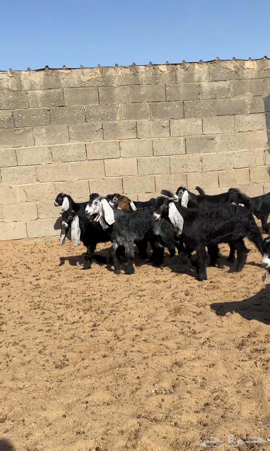 معزا عوارض خلفات صنف64308059826562113