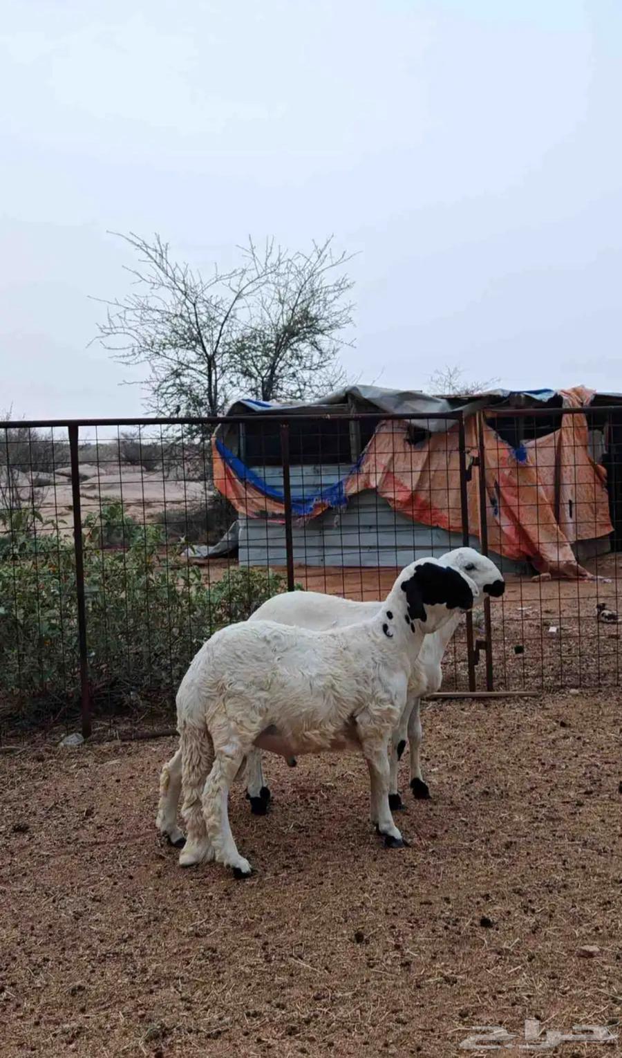 سواكن ابيض جذعاان نظيييفه جدا64307333744385110