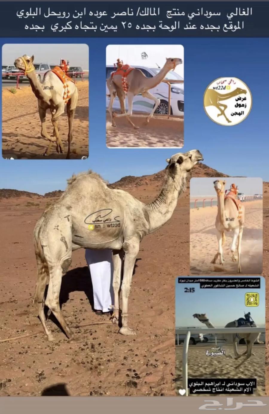 Camel for sale64242825944323111