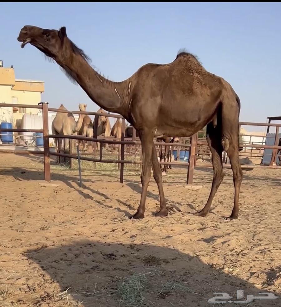 Virgin heifer, well-built, attractive64312101595779110