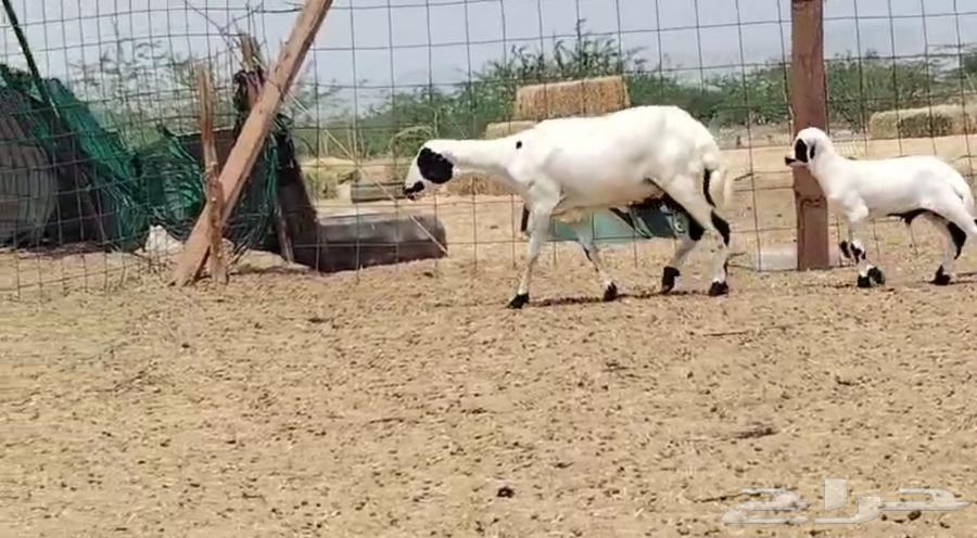 رخل رفيديه تحتها طلي جذعه ( تم البيع )64303209318914111