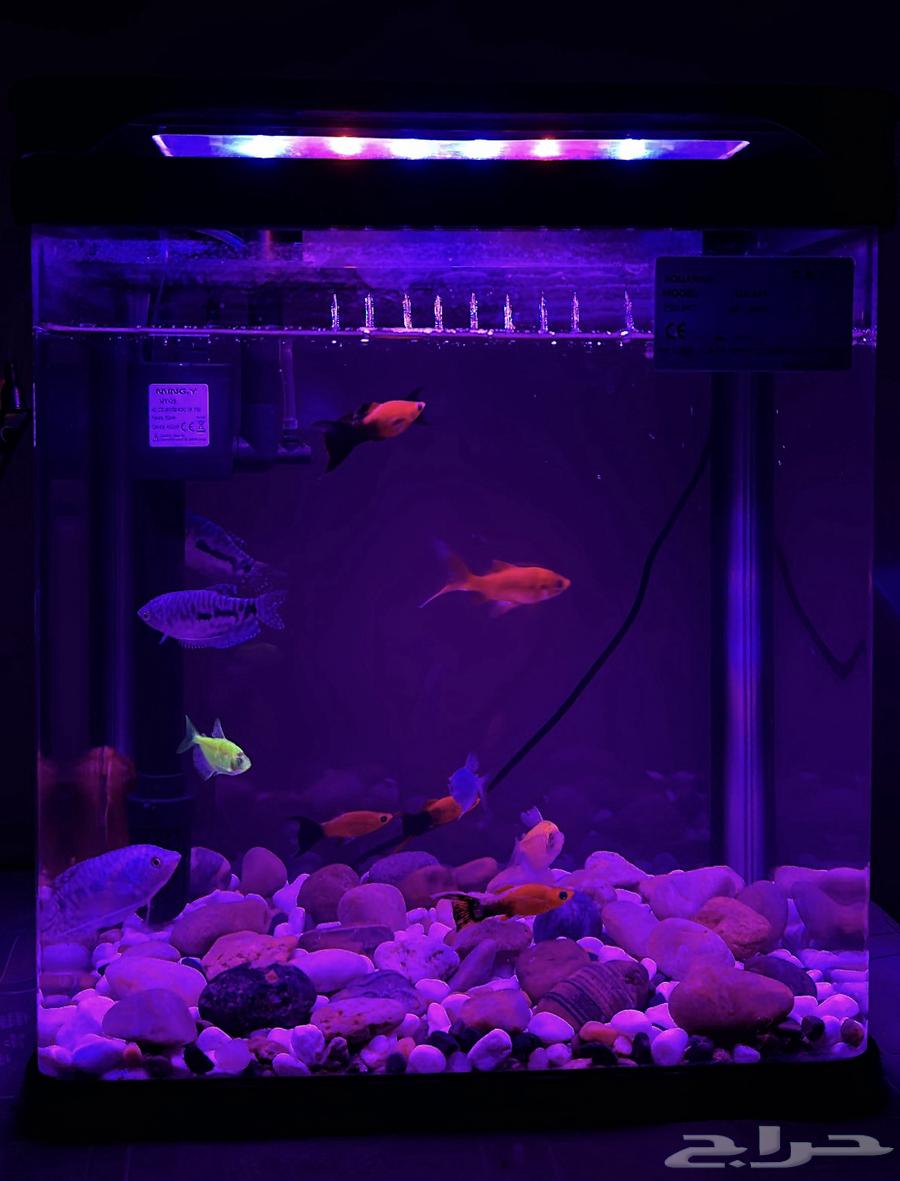حوض سمك للبيع او البدل بشي مناسب64252647885185110