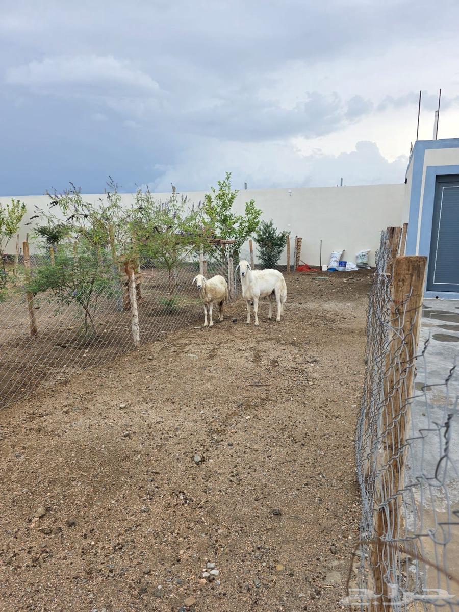 فحل كفو وشاه سديس ورخلها64308390407939111