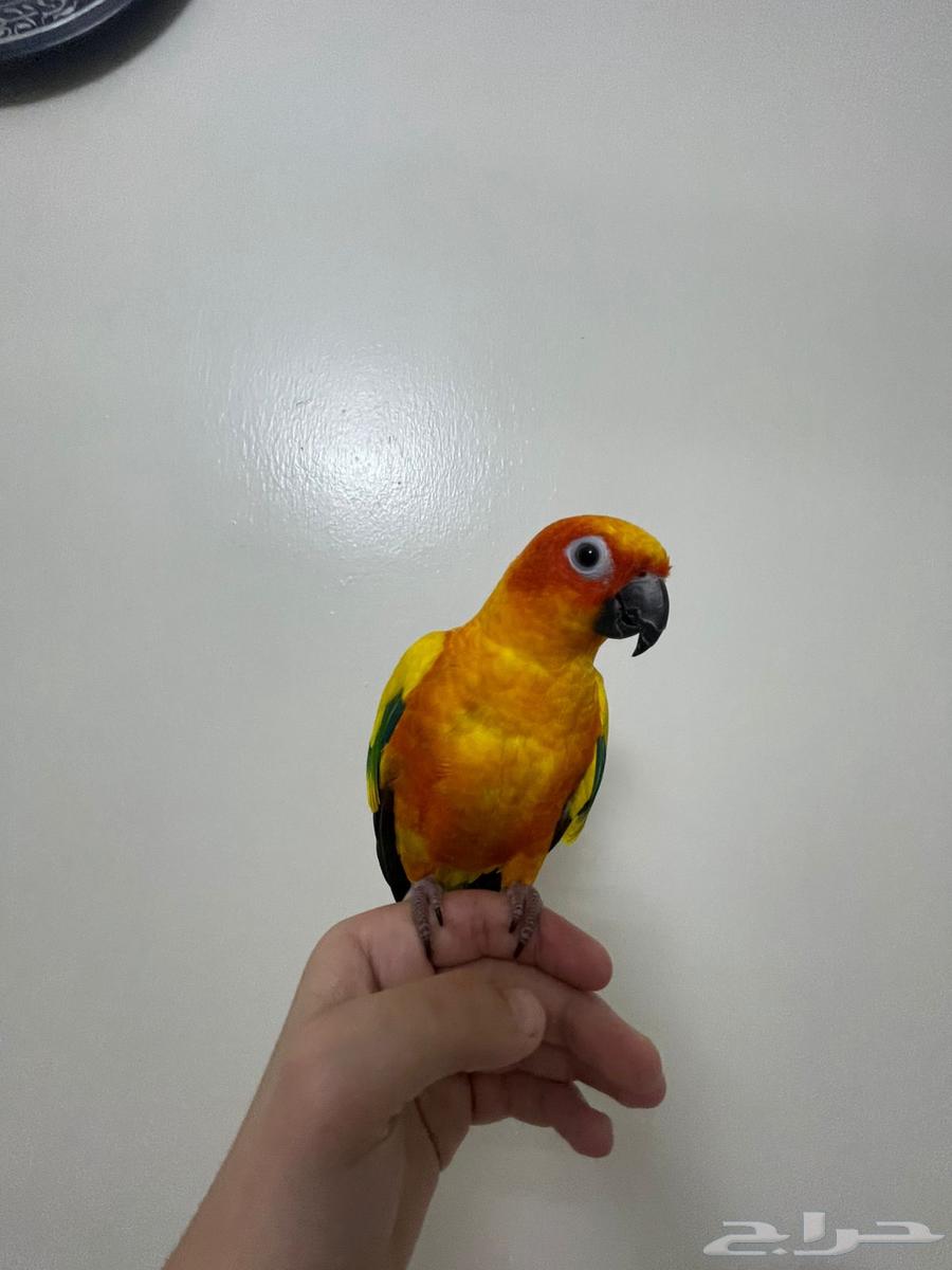 صن كنيور اليف وهدد64311805257859113