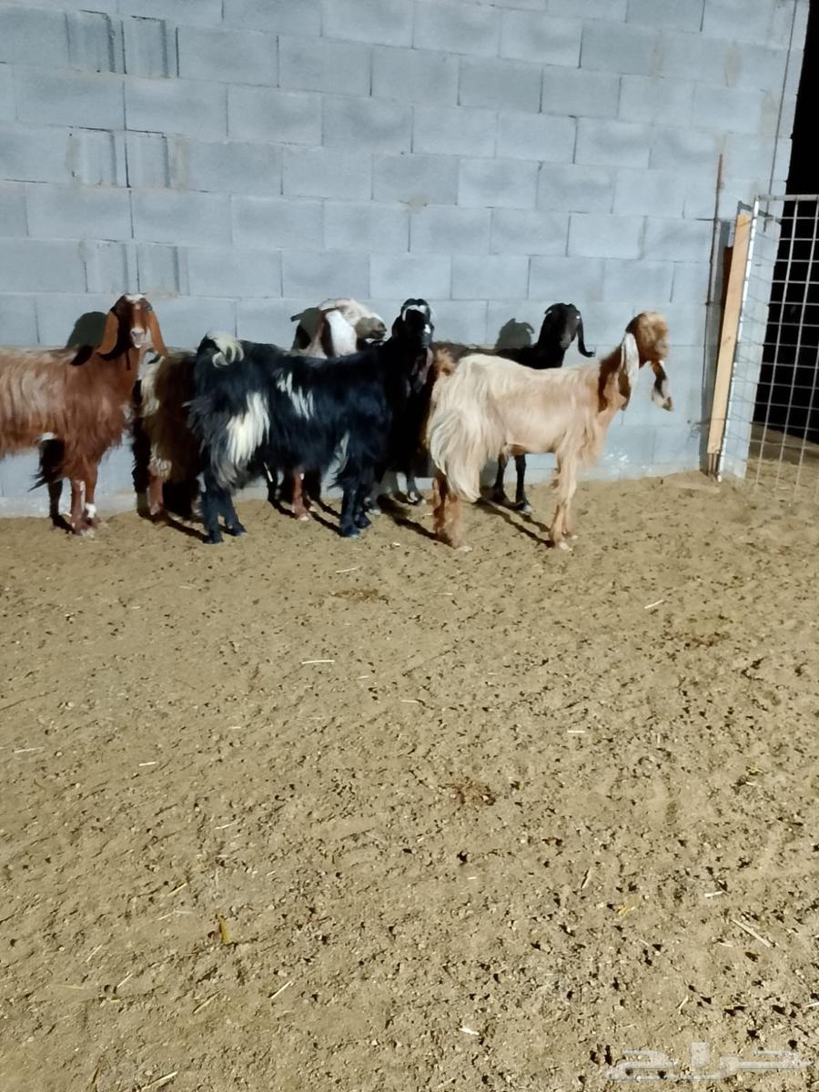 ( تم البيع ) معزا مضاريع64312762946305110