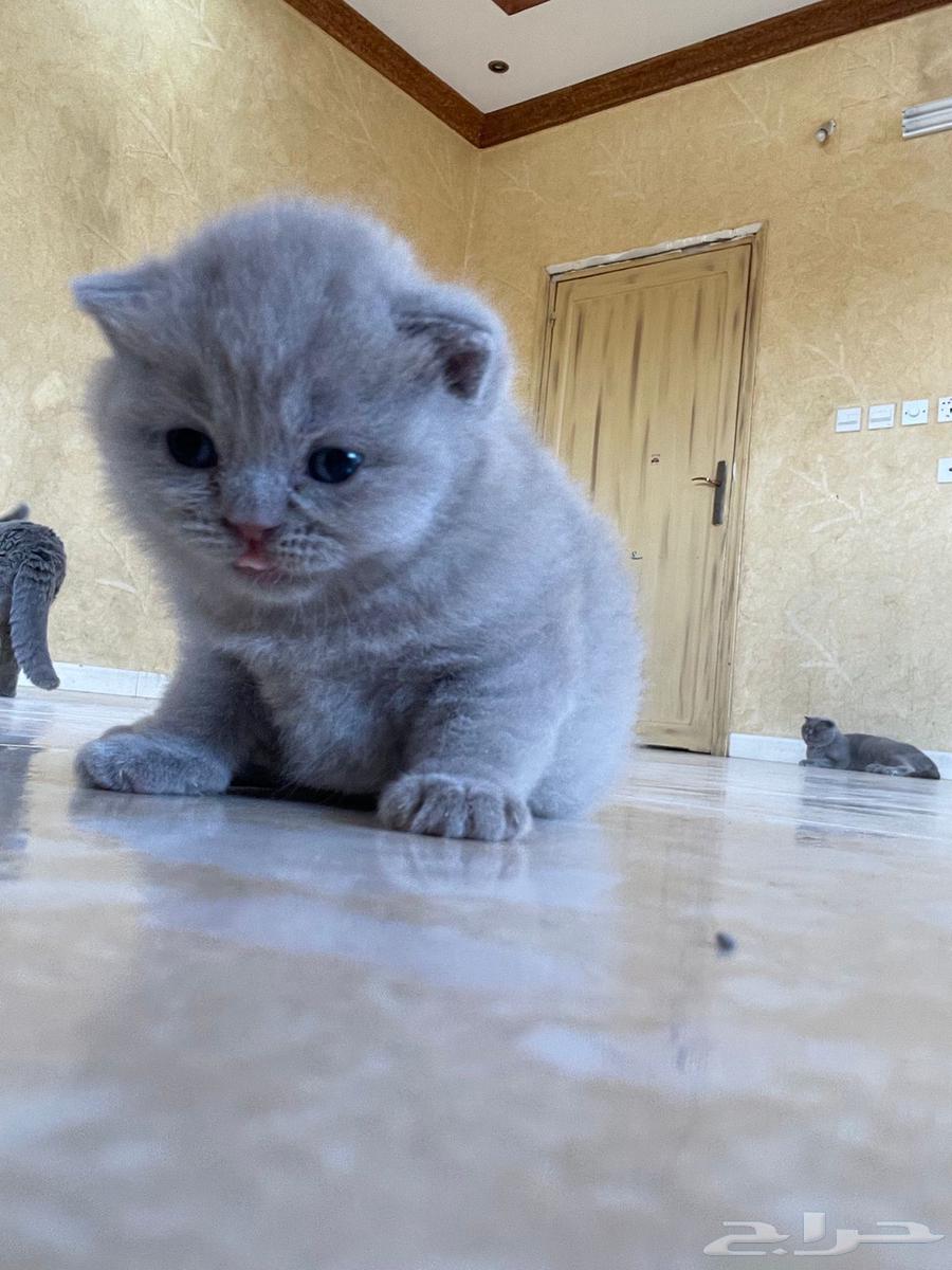 سكوتش فولد ستريت شورت هير بيور64304212076803114