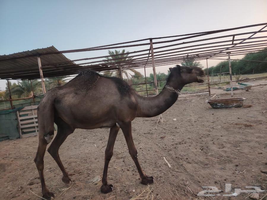 فحل مع النياق للبيع جمله64305839978626111