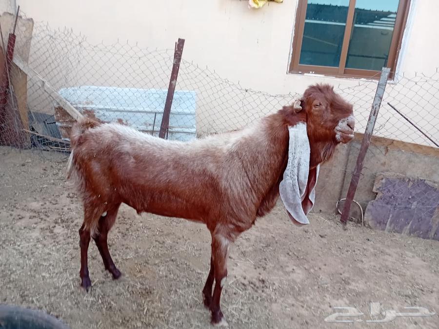 ماعز للبيع64308154474243111