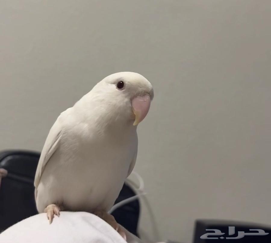 طيرين روز أليفه جدا64303470032129111