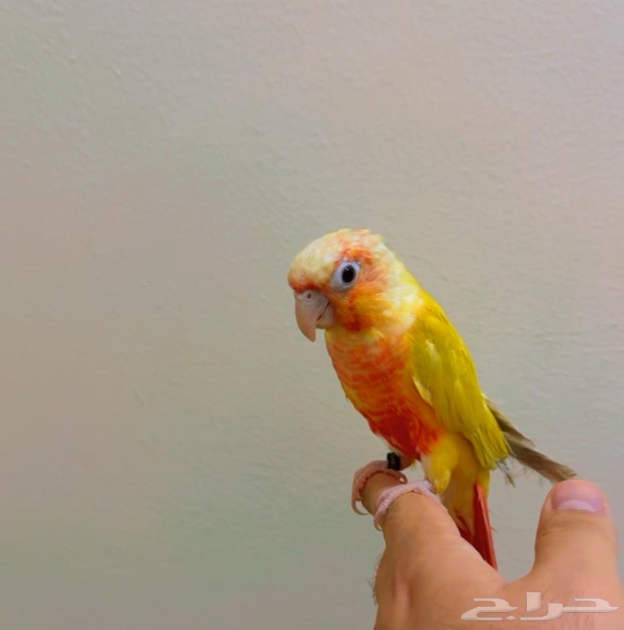 كنيور صن شيك دبل ريد فاكتور ( تم البيع )64303829289217113