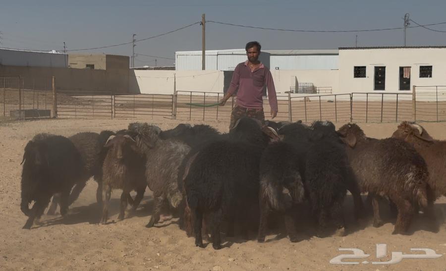 ذبايح مهجنه طيبه العدد 22 الغالب خروف64311893474561112