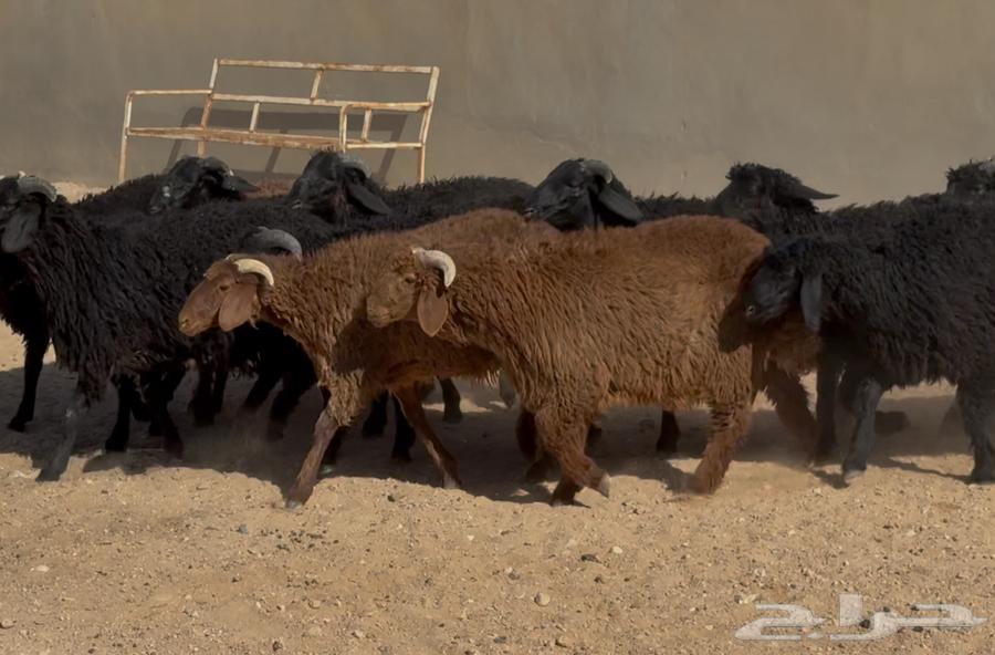 ذبايح مهجنه طيبه العدد 22 الغالب خروف64311893474561110