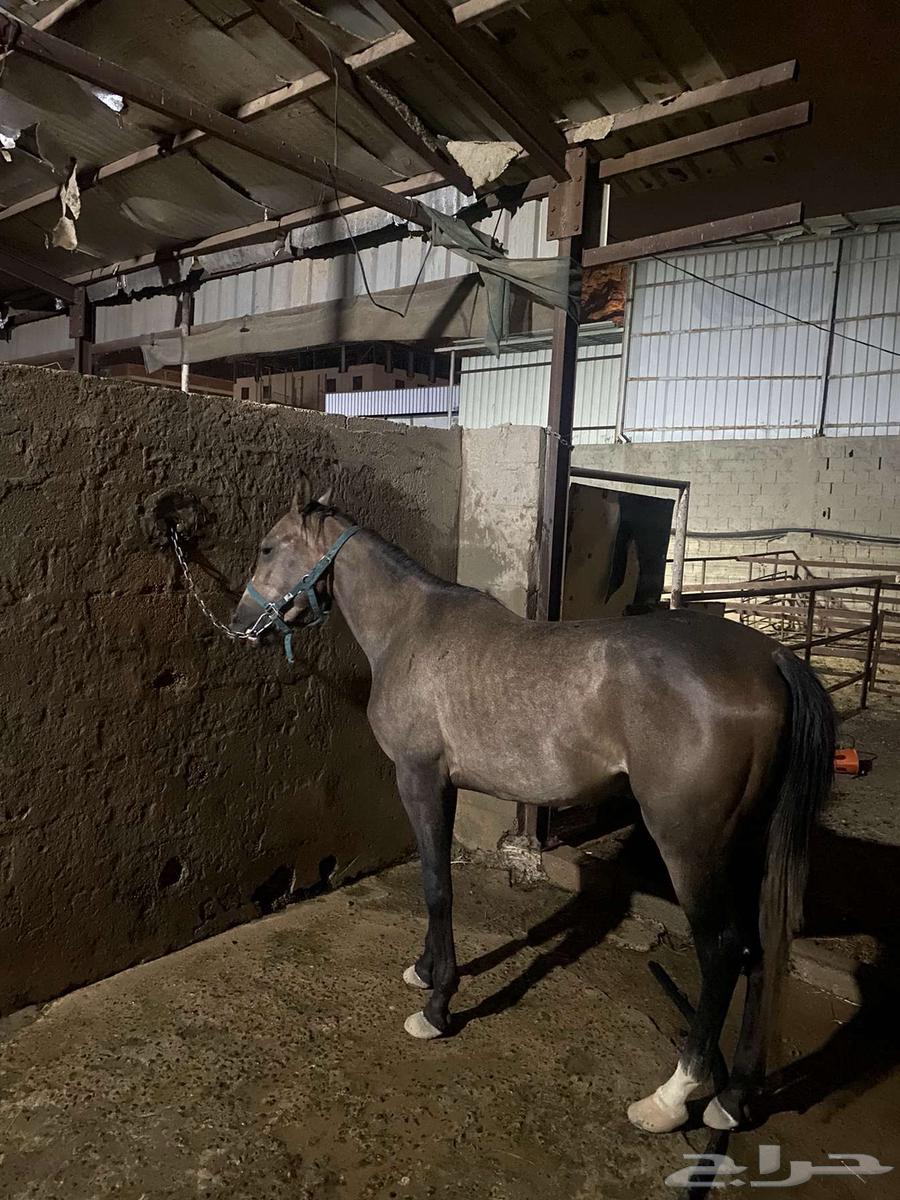 السلام عليكم اعرض لكم حصان شعبي للبيع64303395154179112