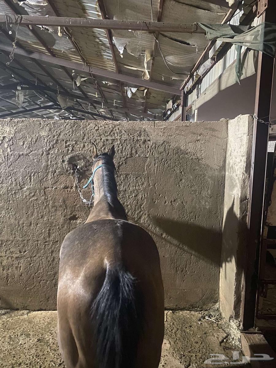 السلام عليكم اعرض لكم حصان شعبي للبيع64303395154179113