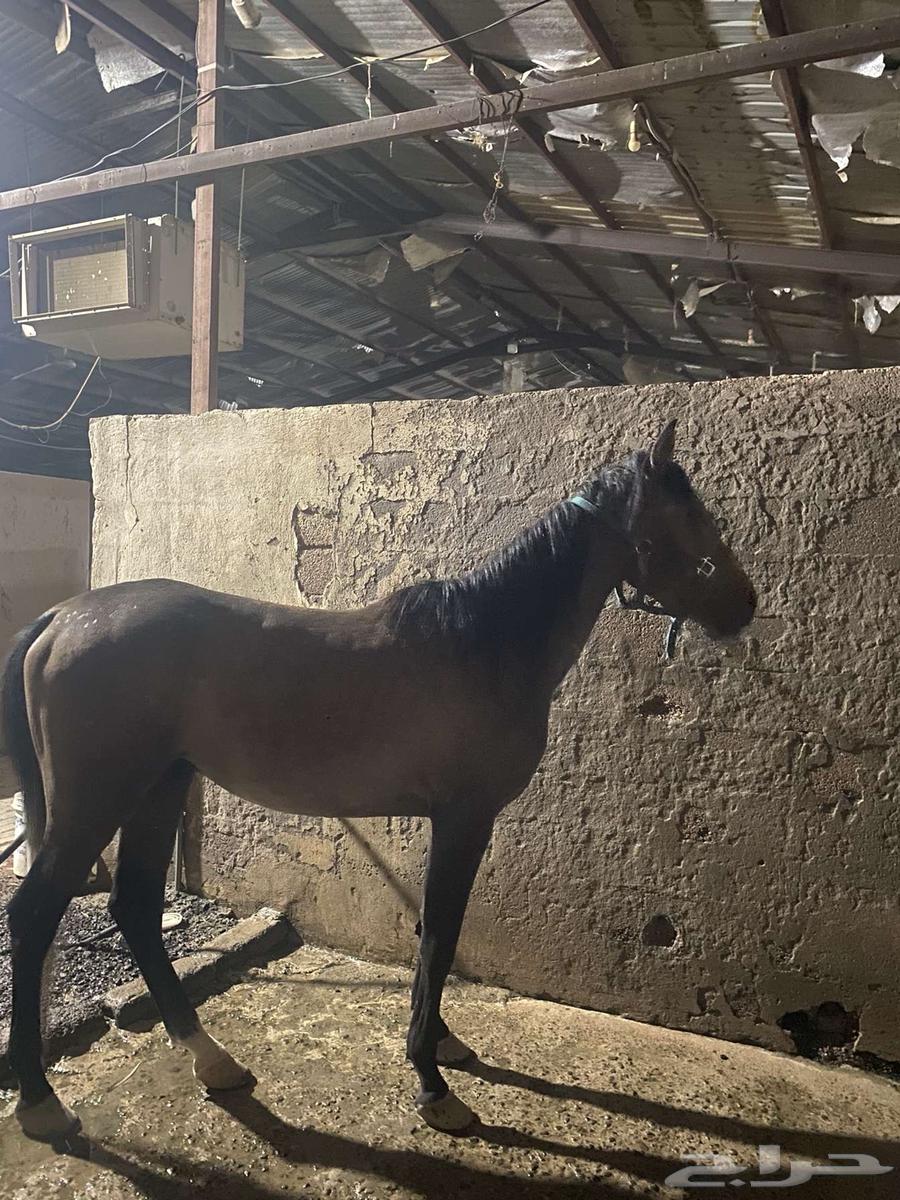 السلام عليكم اعرض لكم حصان شعبي للبيع64303395154179110