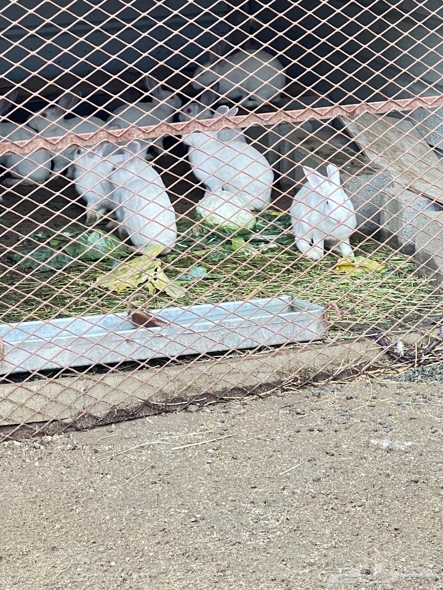 Rabbits64308405908483110