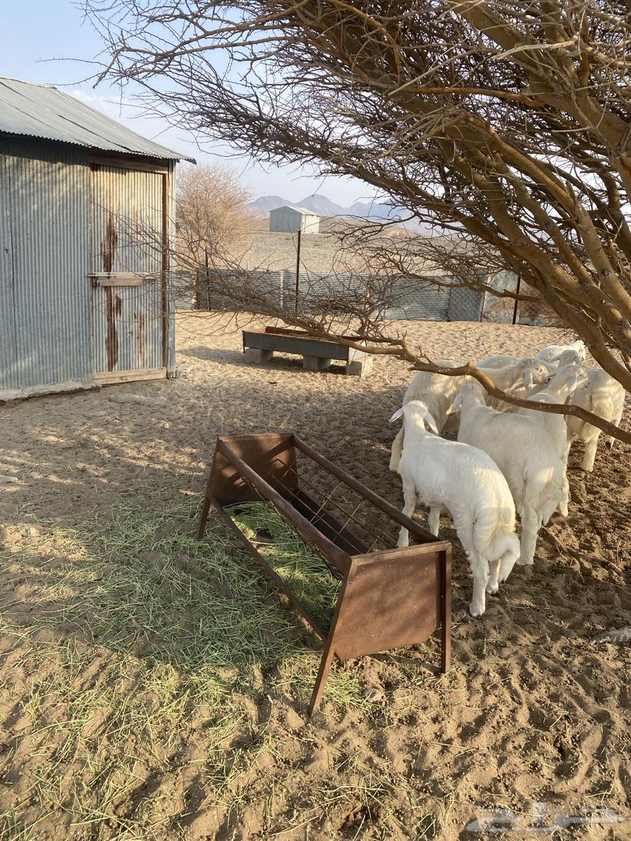 خرفان جبره فاخره64311626346755111