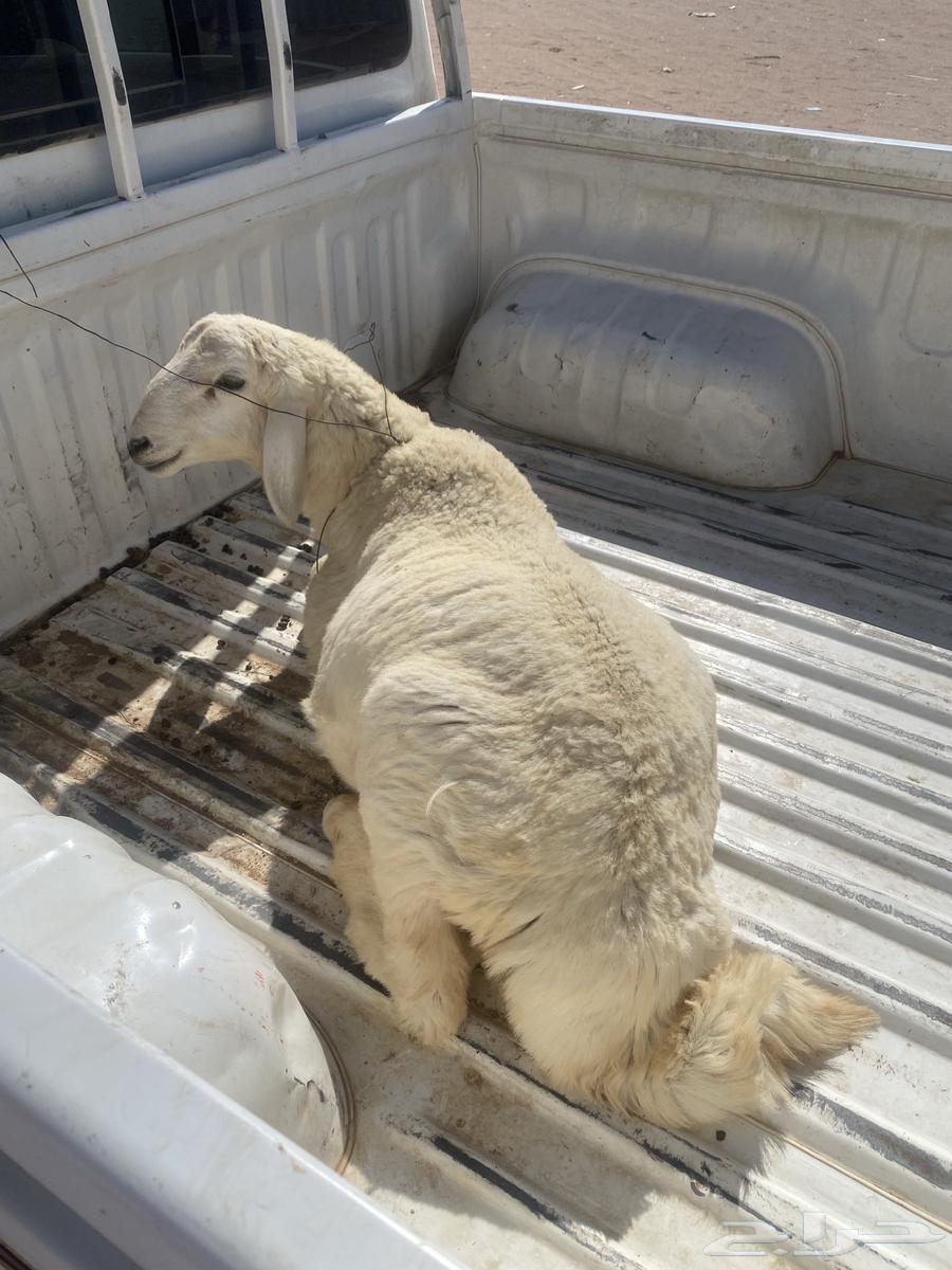 Sheep 364308745187586110