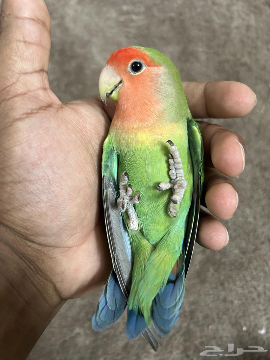 طير روز للبيع64307750648321111