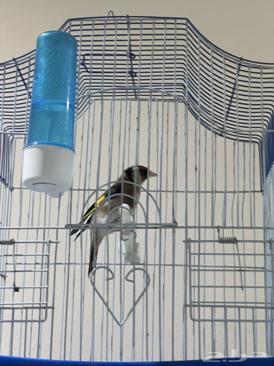 انثى حسون64302246572035114