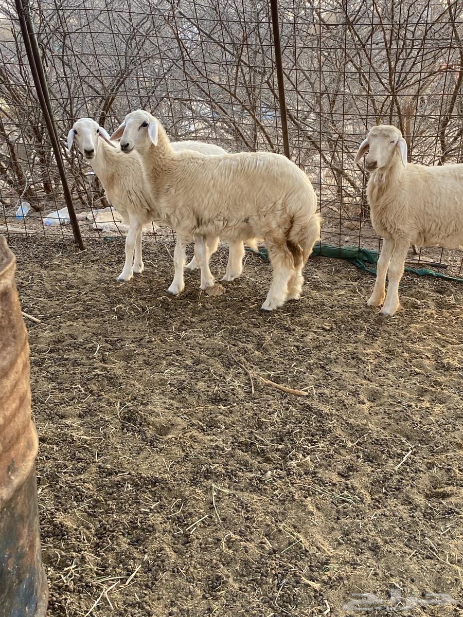 رخال حريه64304594866689110