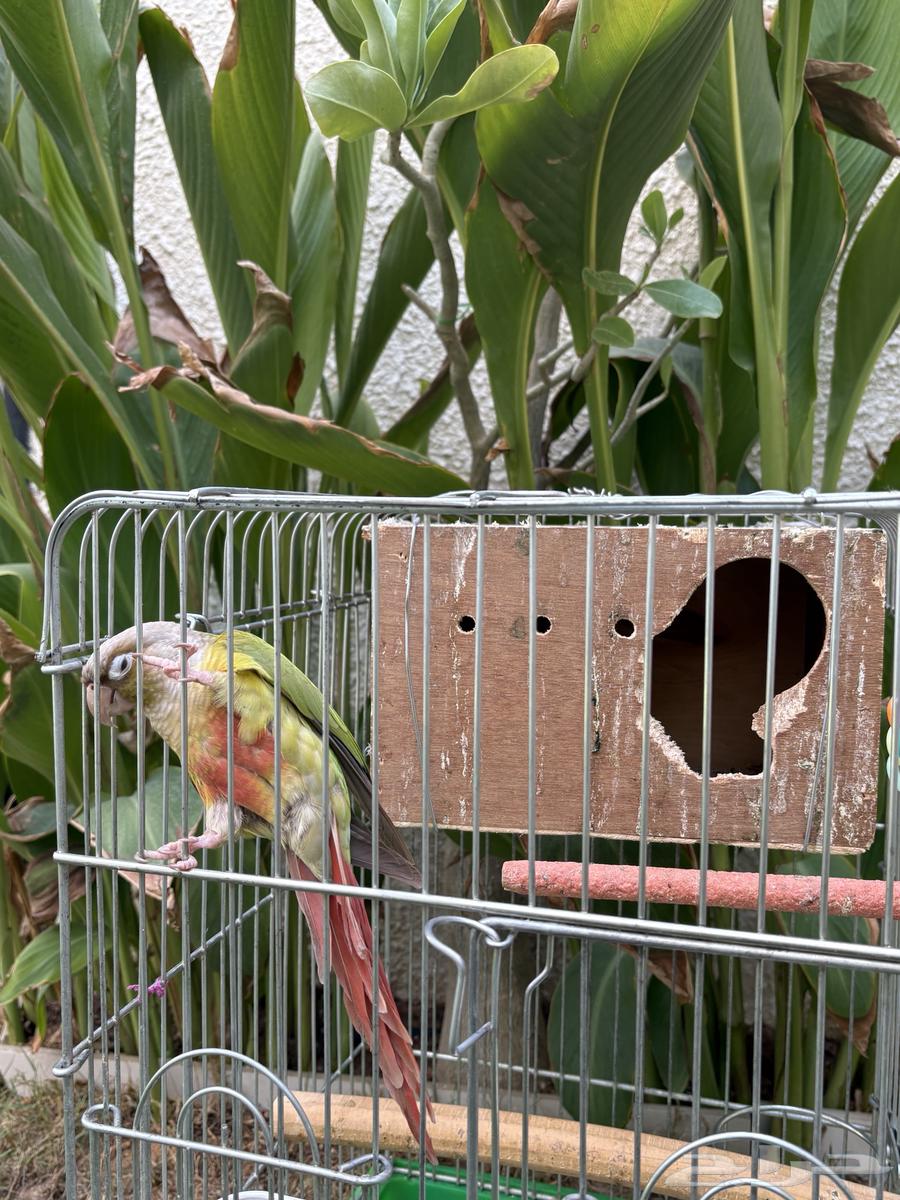 كنيور متكلم للبيع64305974507651114