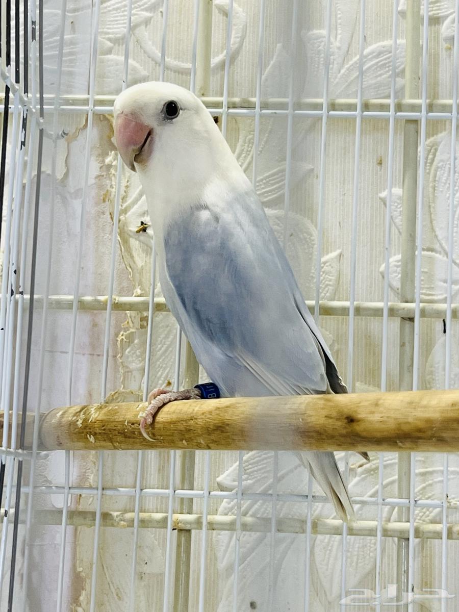 ذكور روز محلله وجاهزه للانتاج64306530530947110