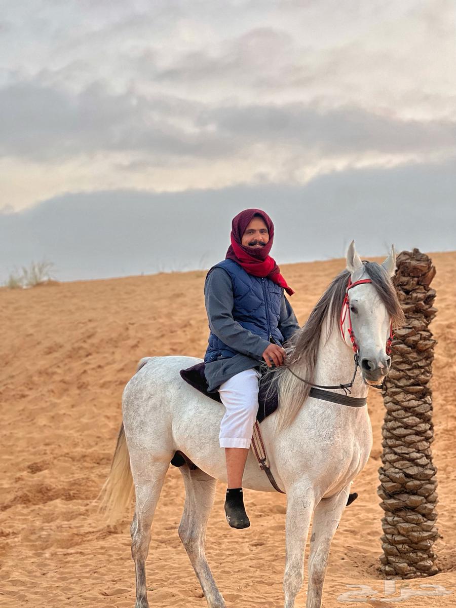 Your horse is weak, we have the solution – Al-Haimat Stable for fattening and care64443923473665113