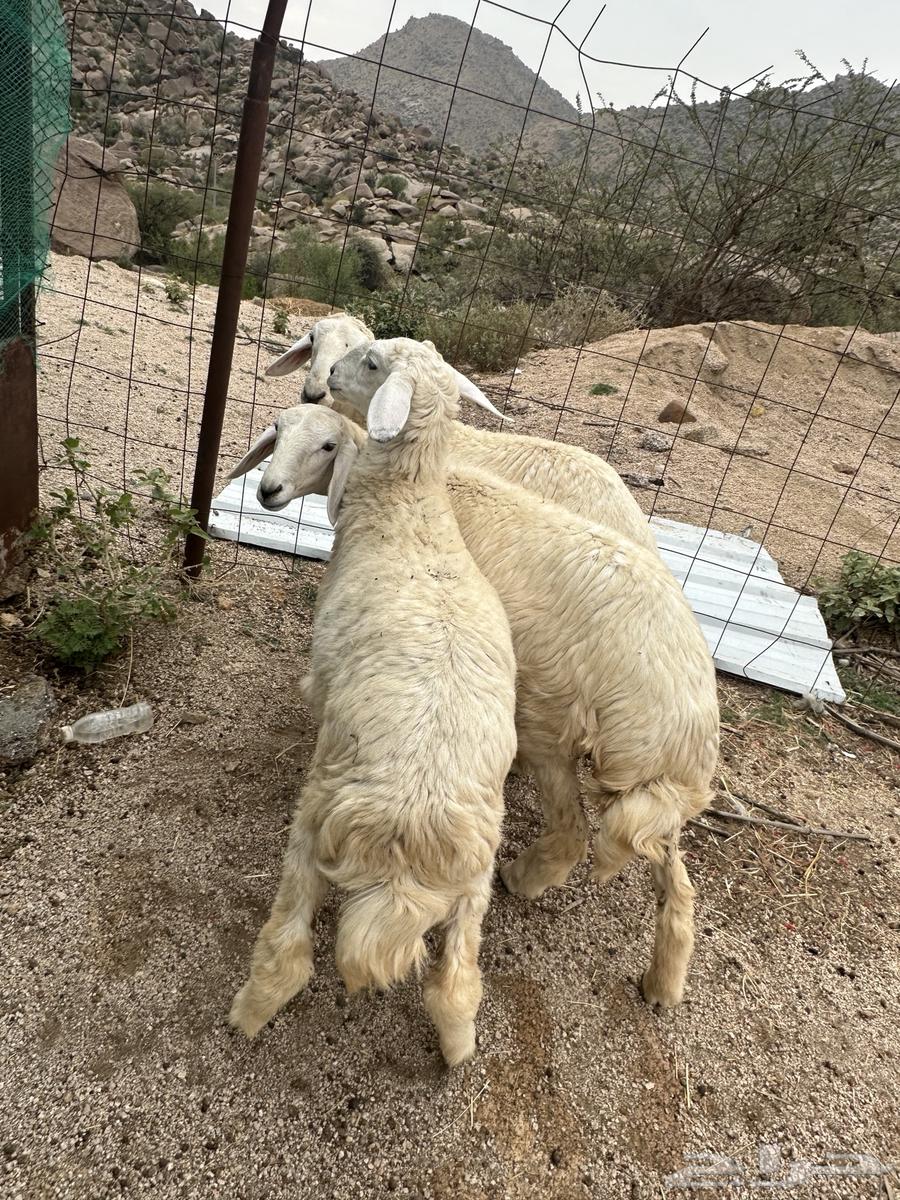 رخال للبيع64303903435522114