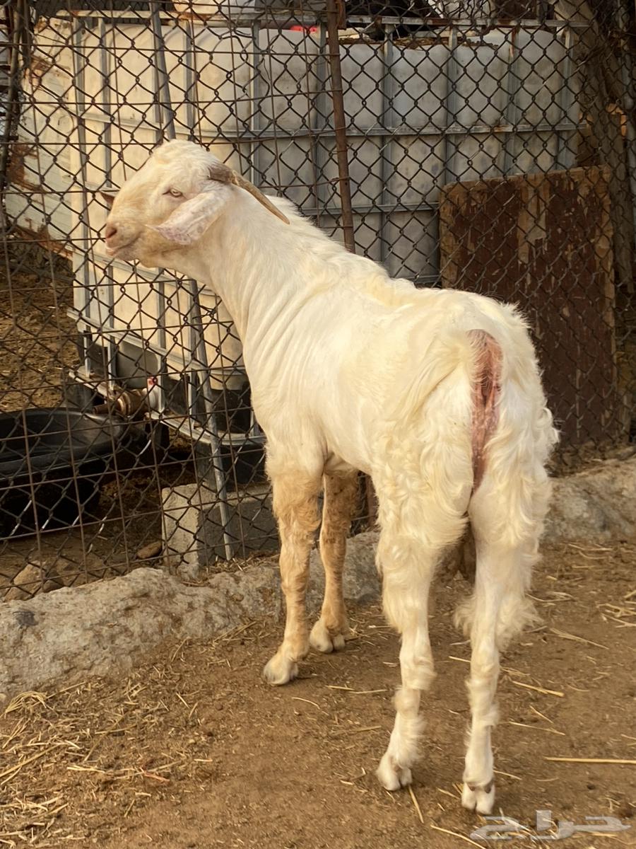 تيس بيشي اصهف صنف64309310873731111