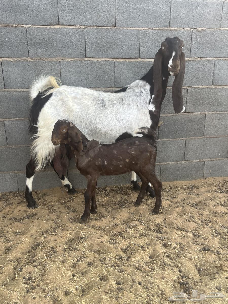 معزا ولد فواخر64309099183873112