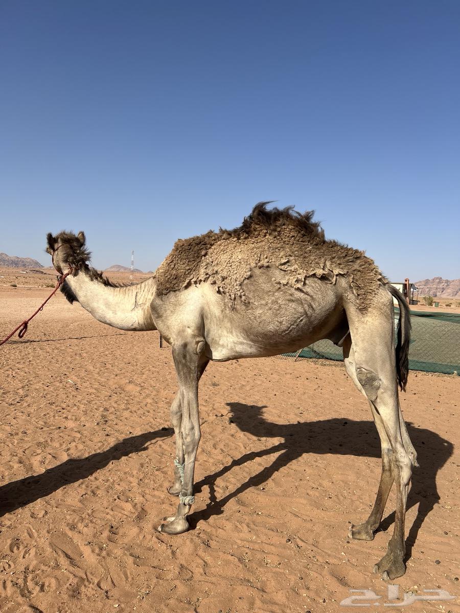 قعود للبيع64310180519683110