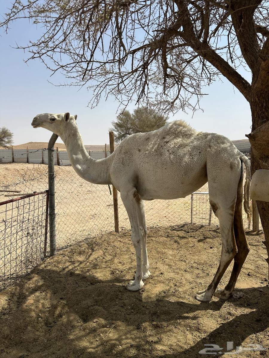 للبيع حقه قصب64309924128515111