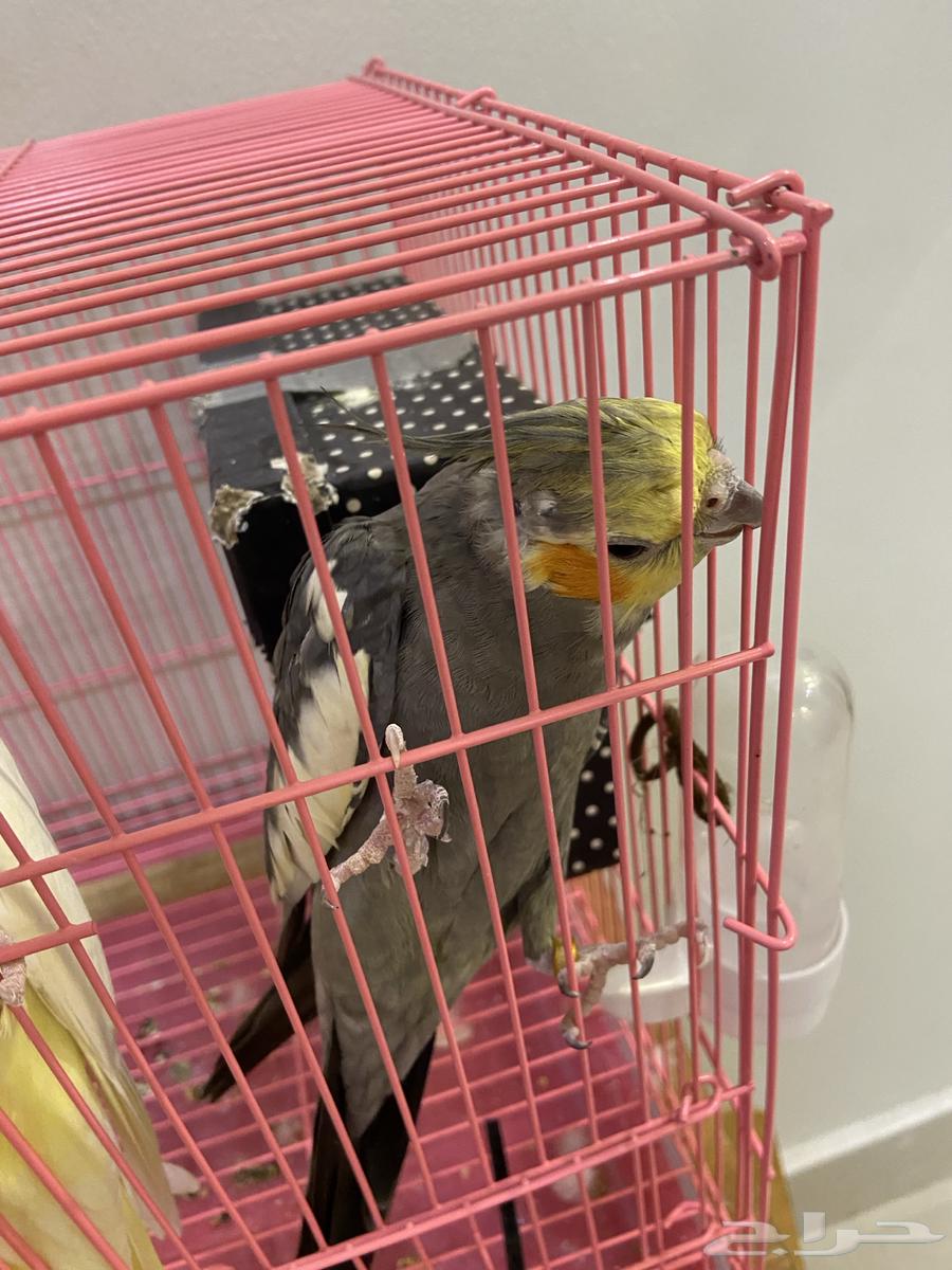 زوج طيور كروان64307628219267113