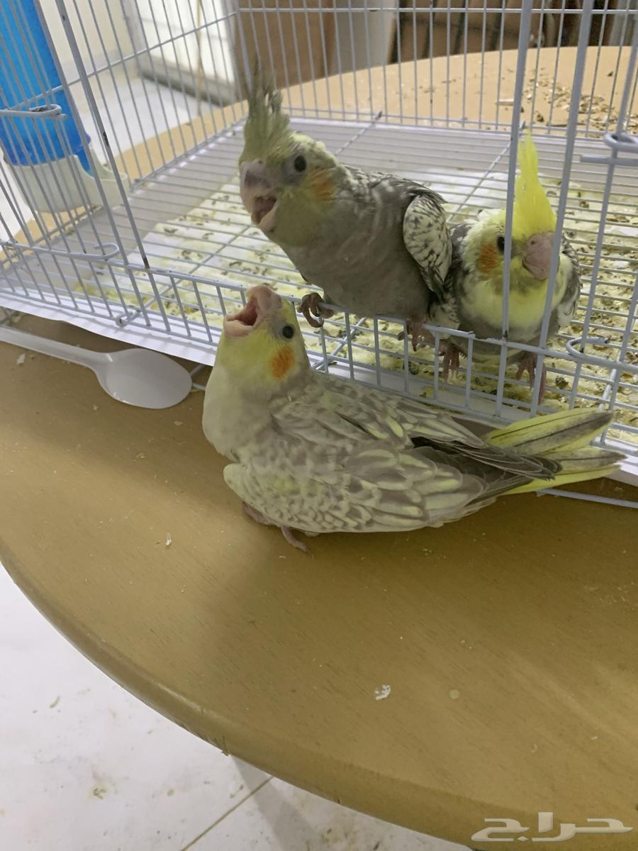 فروخ كروان غر بعمر شهر واحد64145050178177112