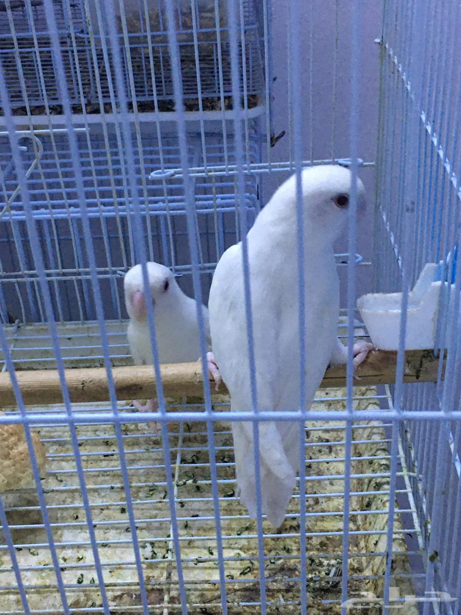 جوز روز البينو عيون حمر64302246642691110