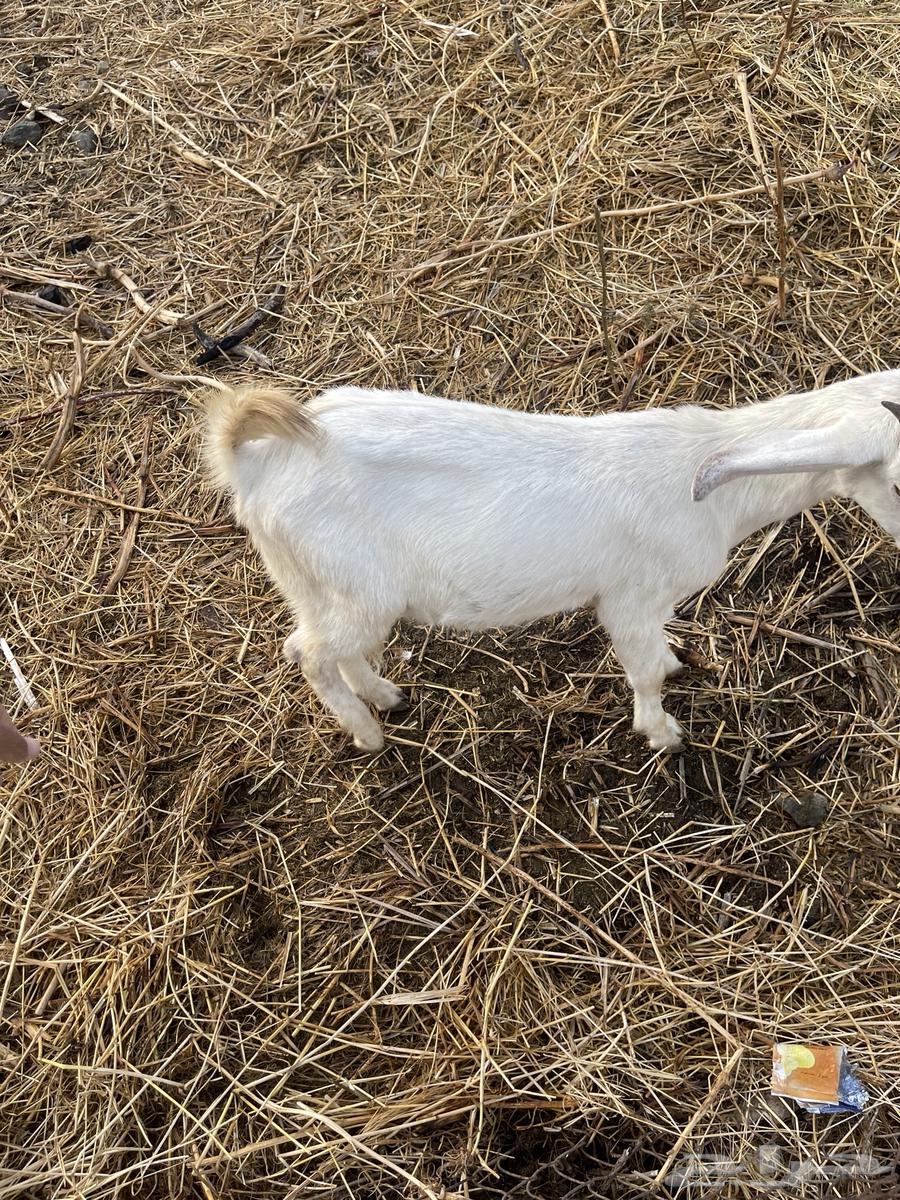 جفر للبيع تم البيع خارج الموقع64303804346370110