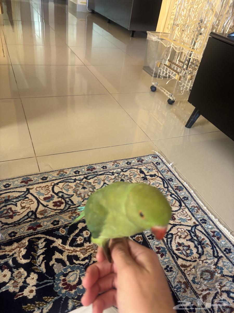 طير ببغاء درة64306819780354110