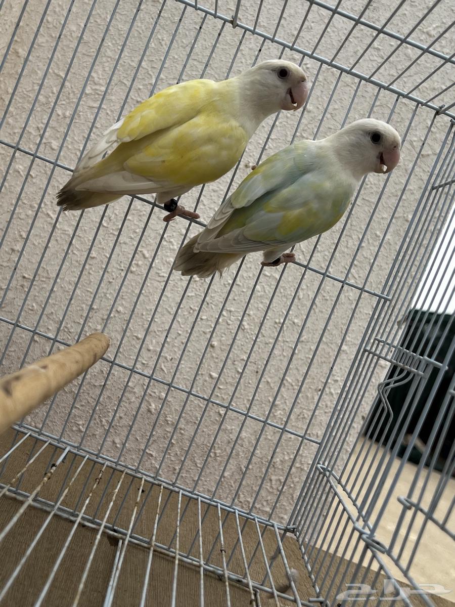 زوج روز اكوا مميز64302184614785113