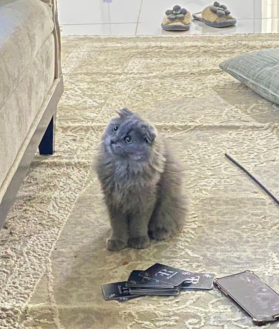 للبيع ب 300 مع اغراضها و كل شي سليمه والله64441404318849114