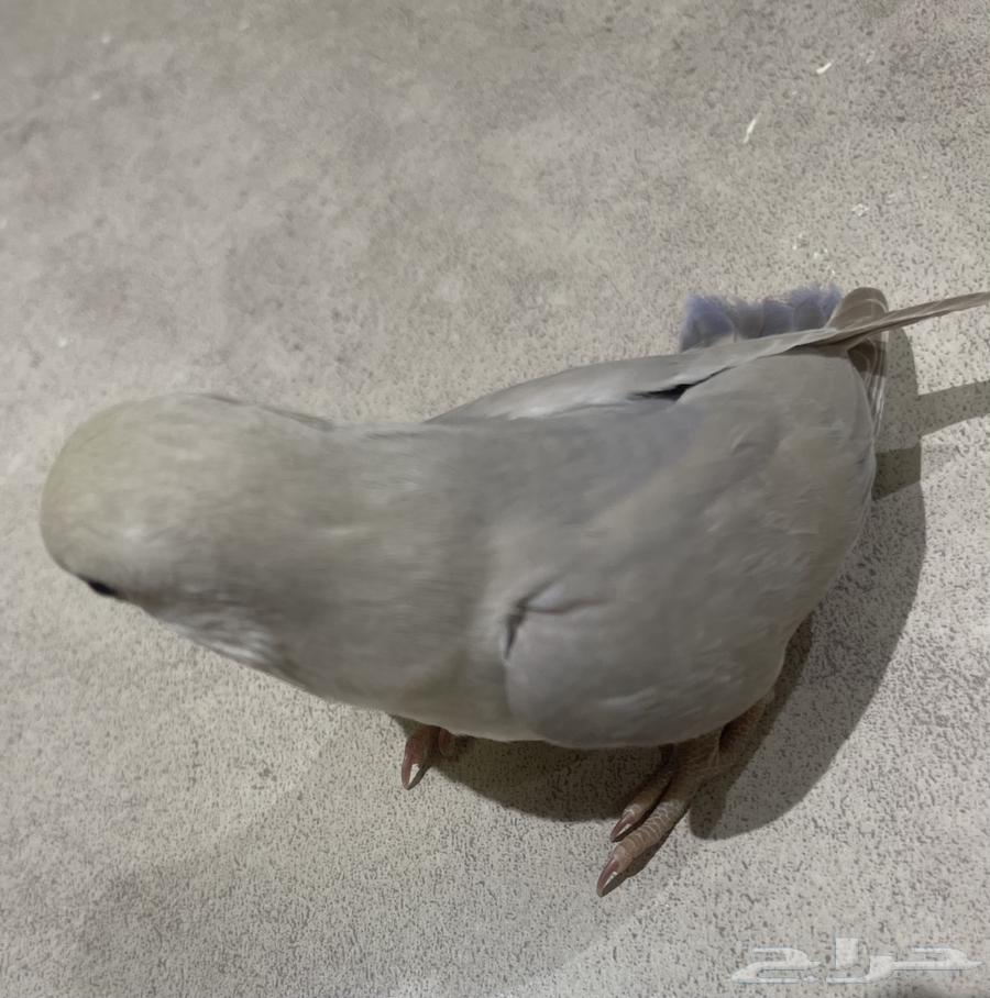 روز63618587445634113