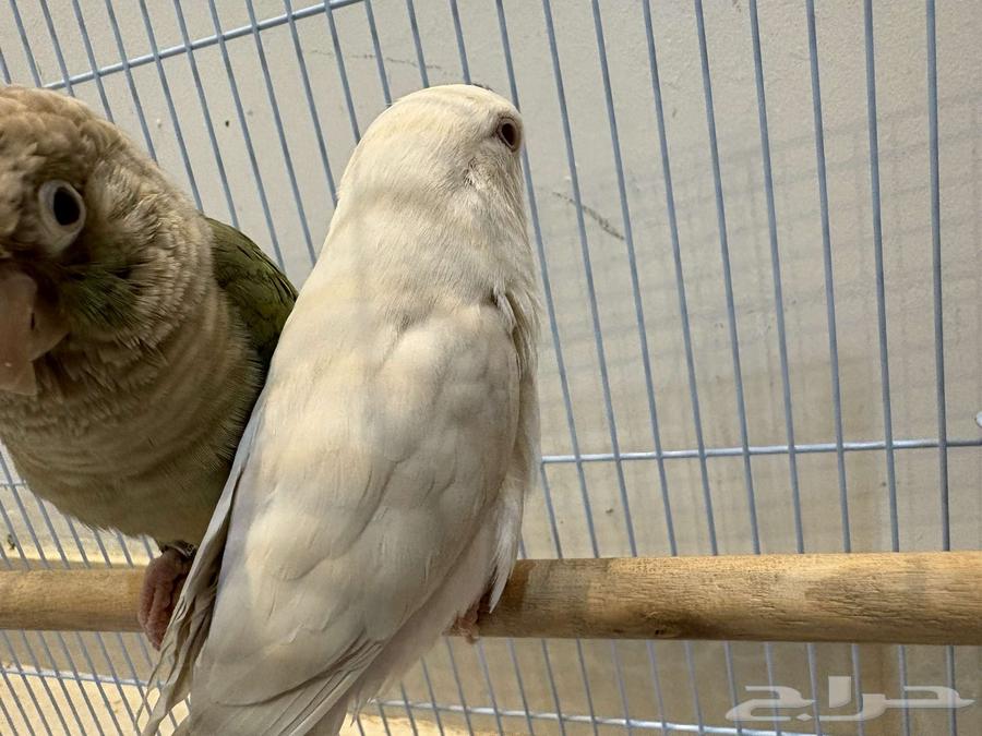 Bird of the Day64311864255233112