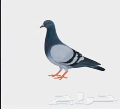 حمام الجوز 25 ريال64400286758529110