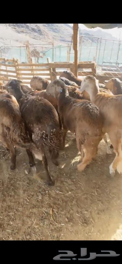 طليان سواكني حمريات مرابي64302246580354110