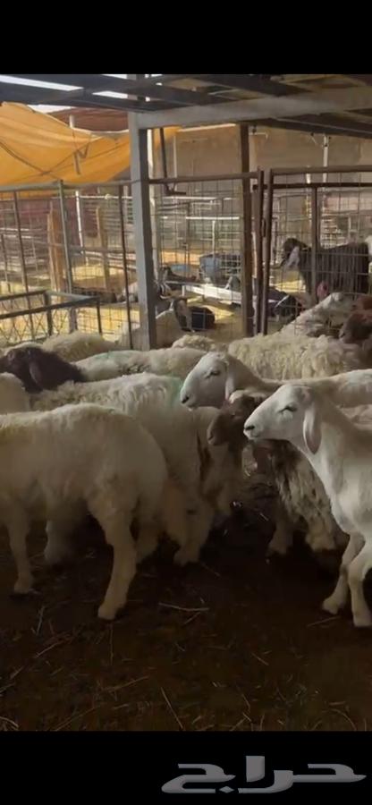 رخال نعيم طيبه64305974596483110