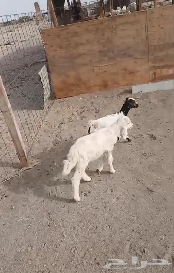 اثنين دواغير الحد500لراس الواحد64311520737025112