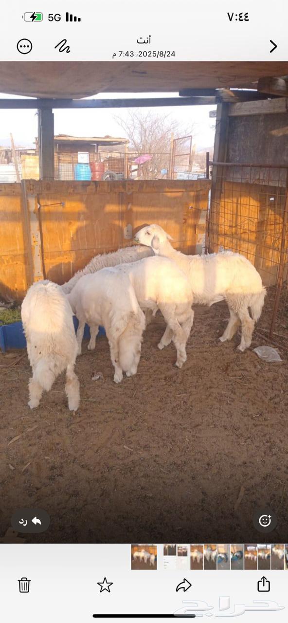 Selling 5 rams and a goat, contact number64310165864065110