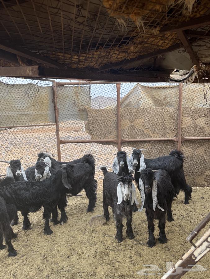 Goats64303965094785110