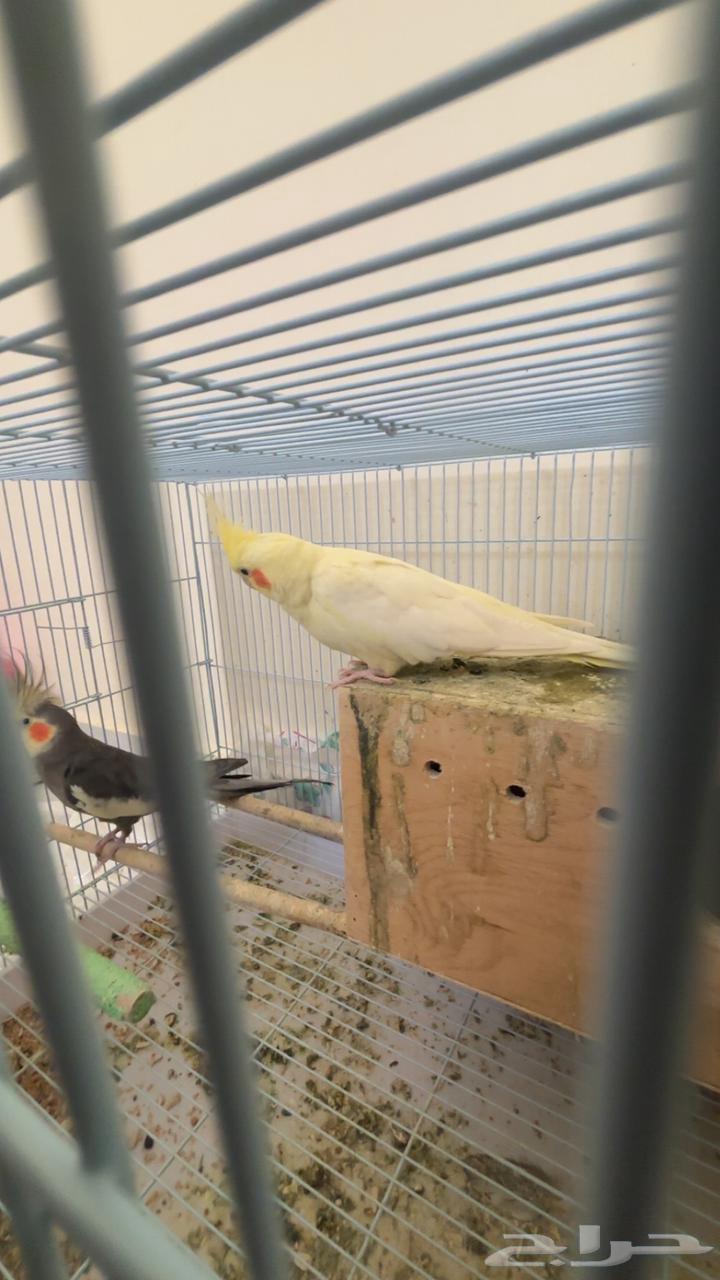 طيور كروان جوز64312252405506114