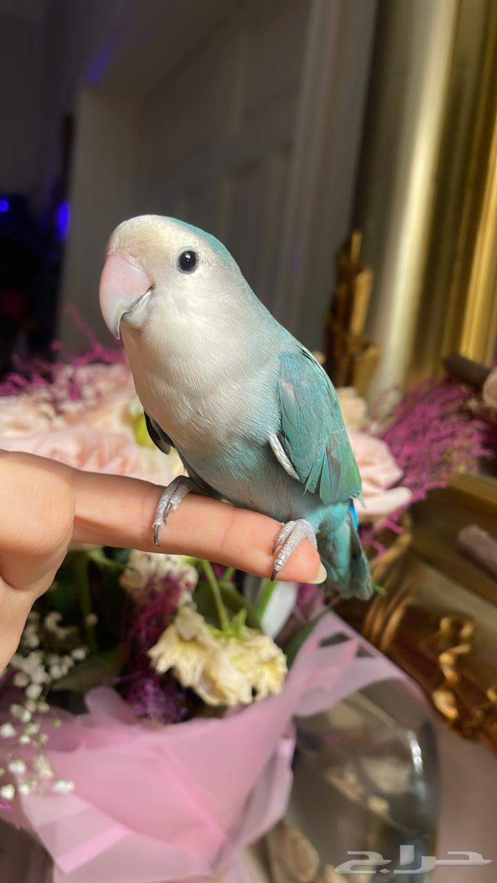 للبيع ببغاء الروز الأليف مناسب للأطفال64310226334849114